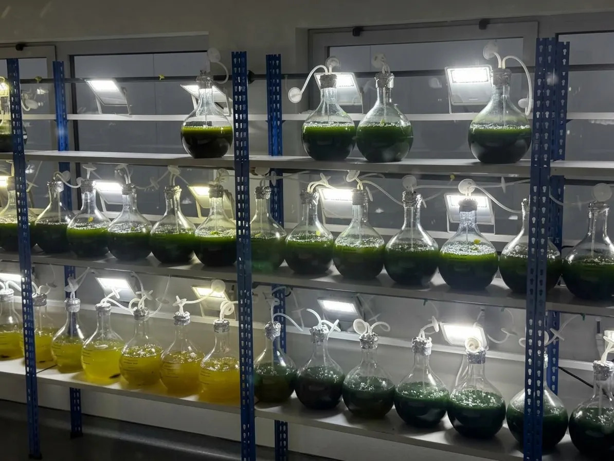 Microalgae cultures in the growth chamber